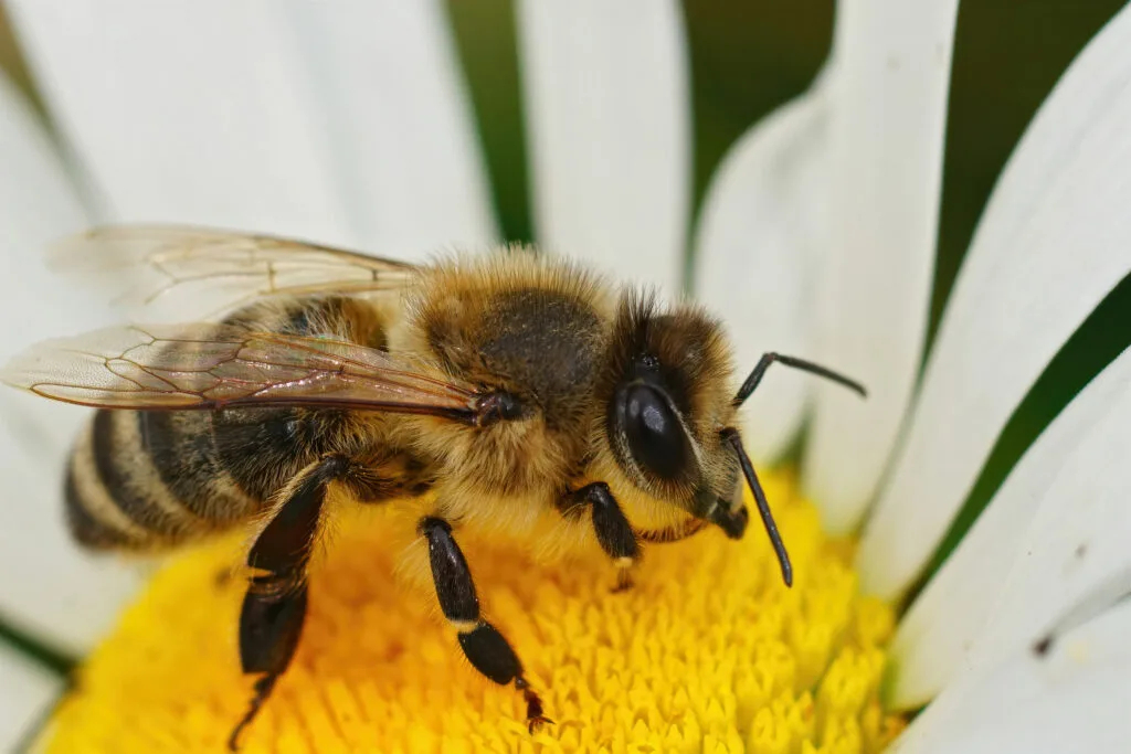 Alergia a las Abejas y Avispas