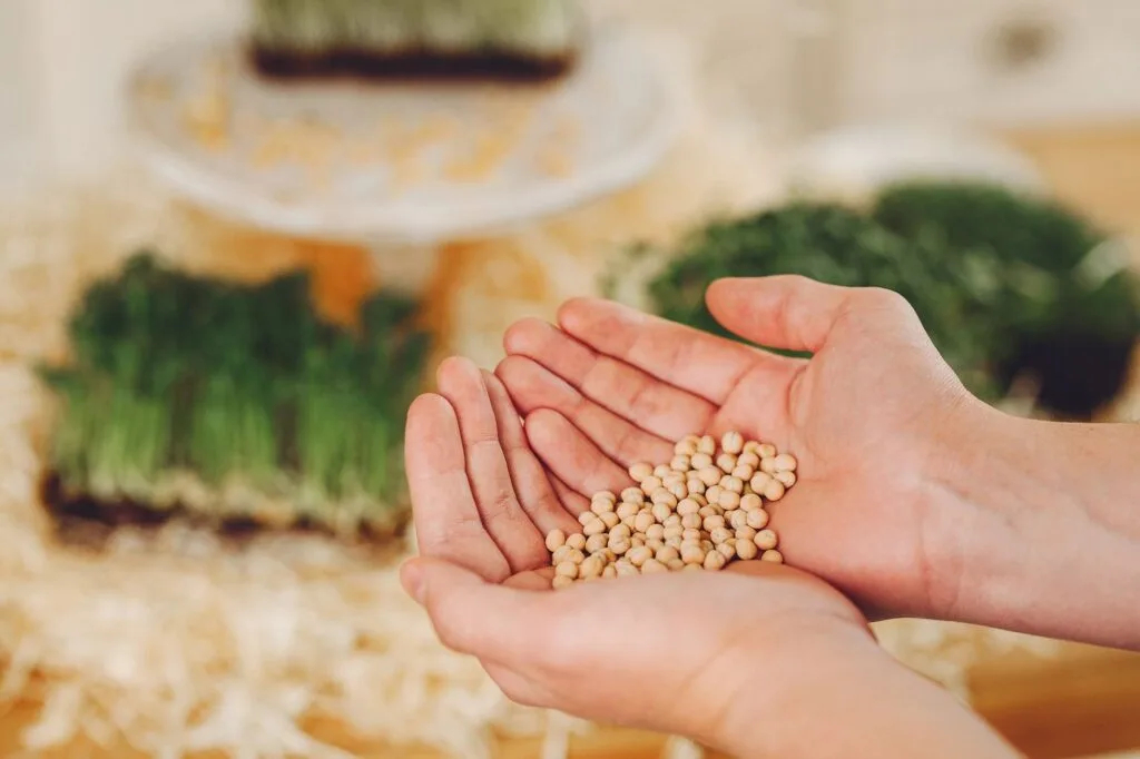 Alergia alimentaria a la soya